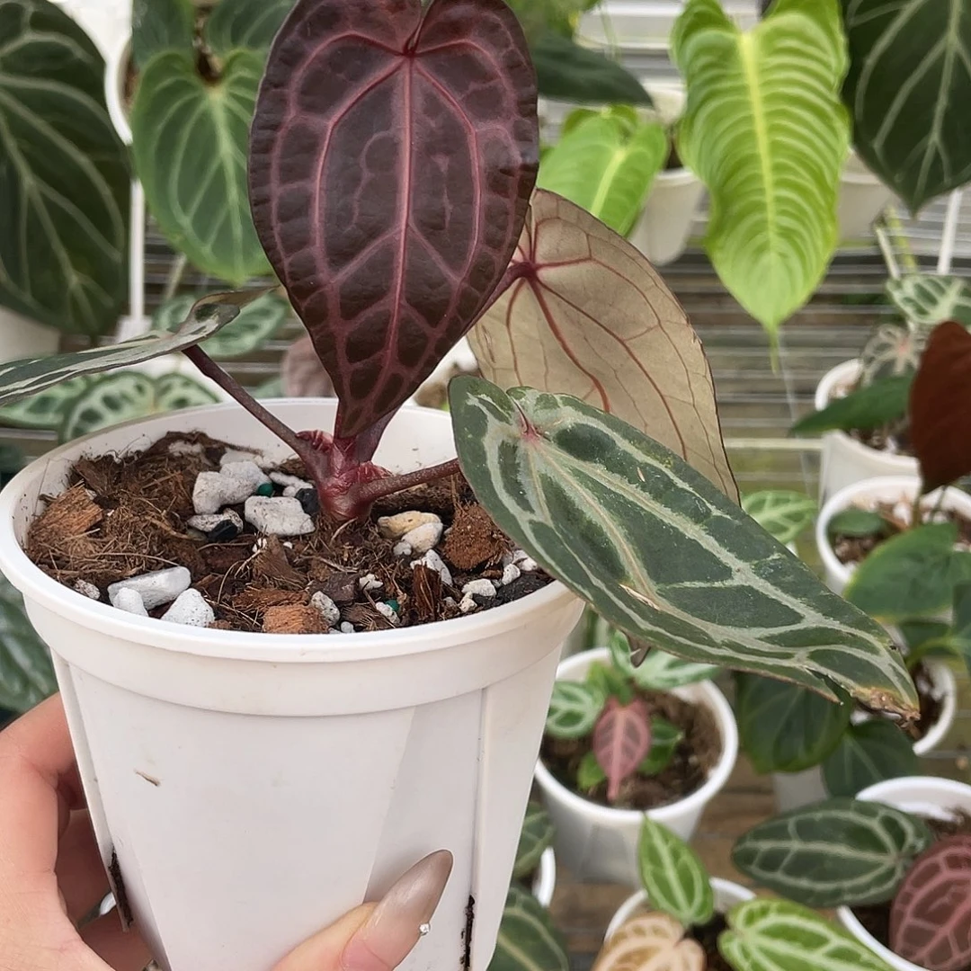 完全开放nse红水晶