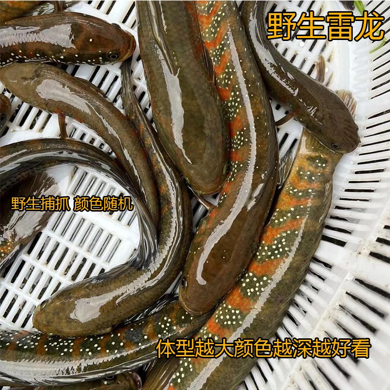 野生七星鱼雷龙观赏鱼凶猛冷水鱼观赏鱼彩虹淡水鱼红月珍珠雷龙鱼