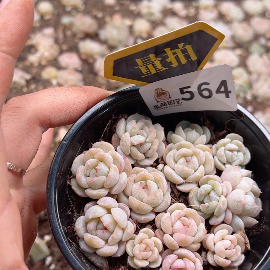 多肉植物多肉植物