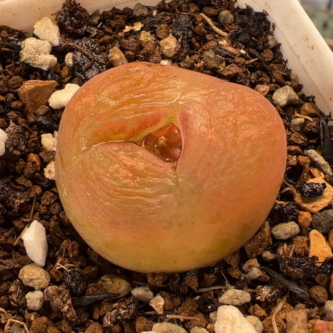 112多肉植物组合