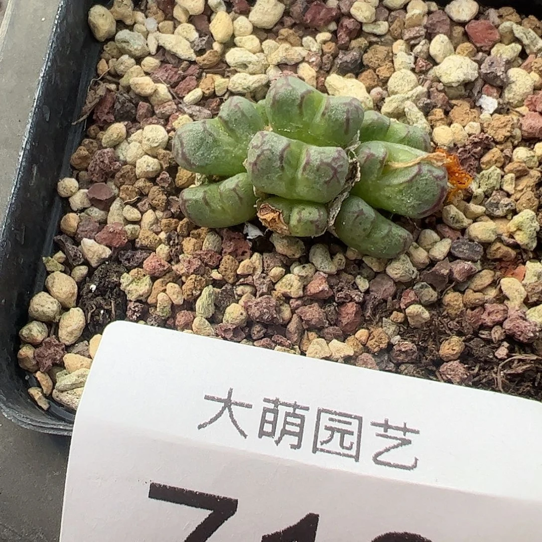 一物一拍脱土发方角桃子。 712