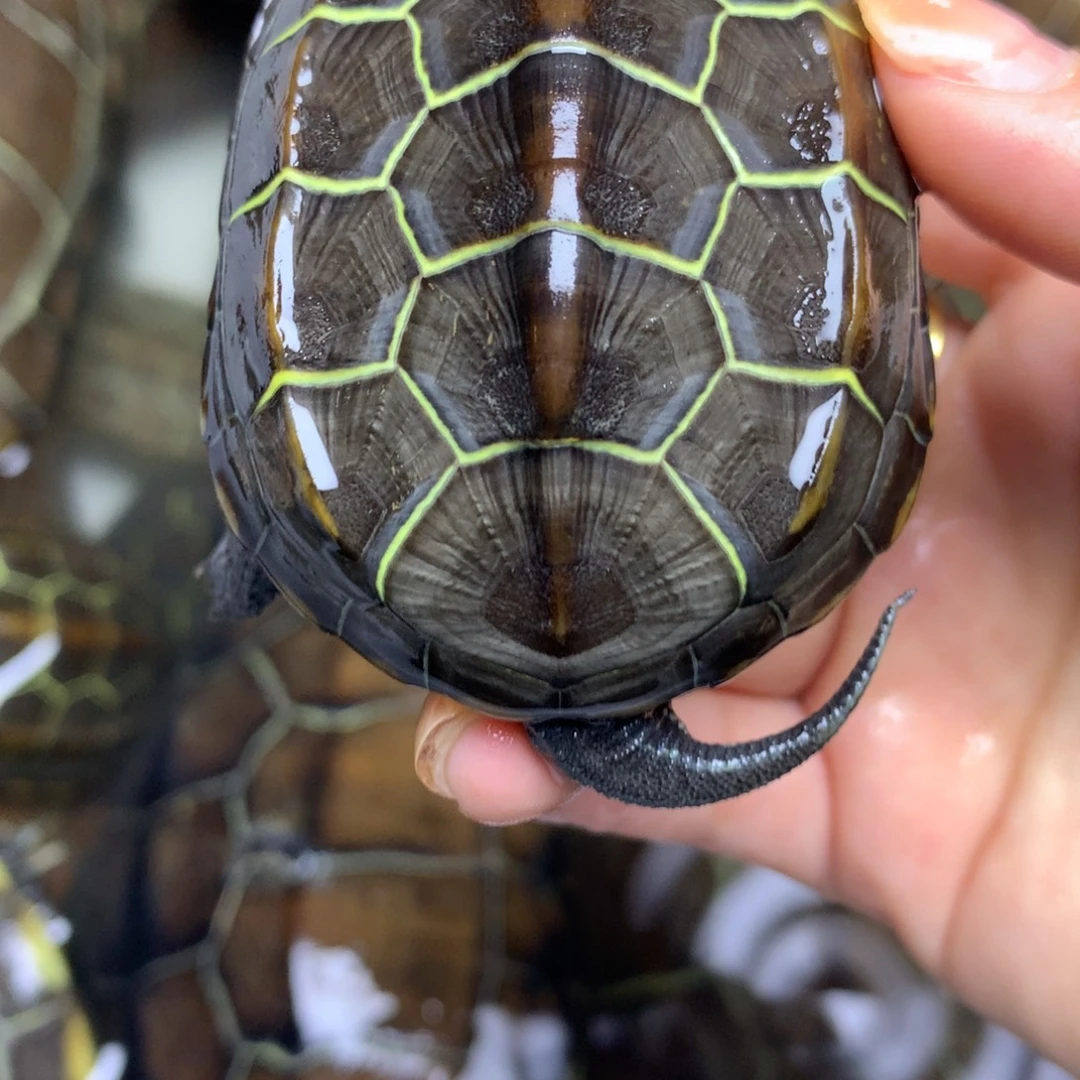 绿毛龟母中华草龟不分公母