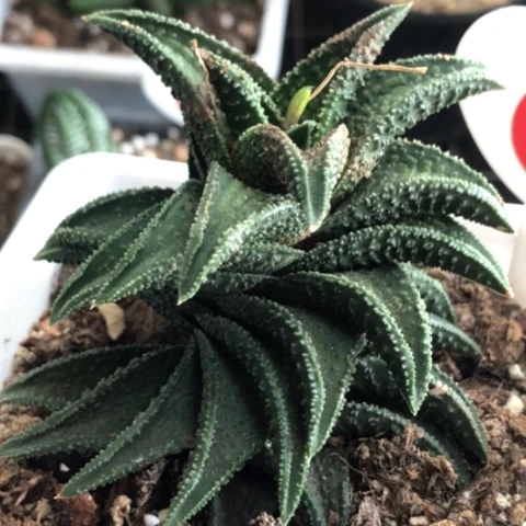 鬼瓦母本带盆发货哈哈哈哈