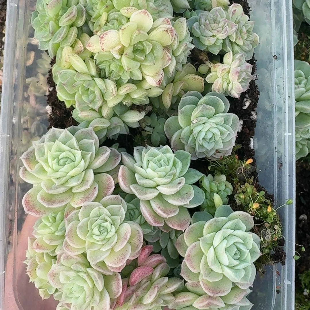 杂交新品珍妮多肉33