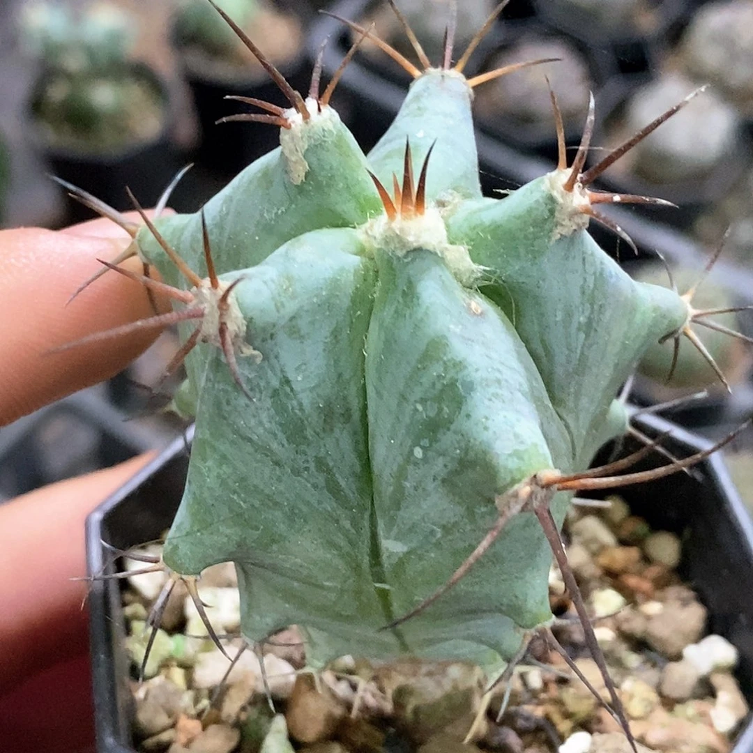 孤品实生特选株四大金刚之一弁庆仙人球5cm