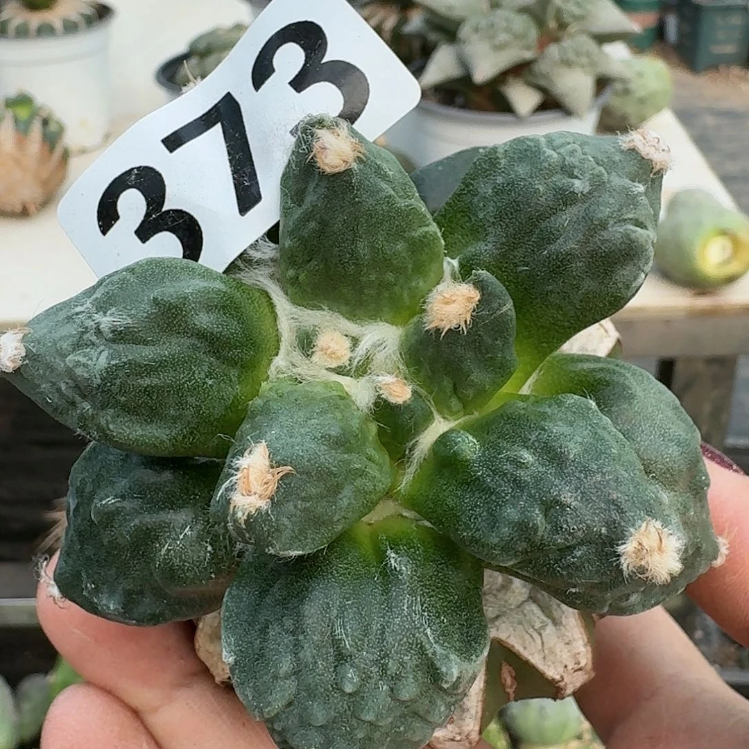 【闪购商品】无花朵我**家怒涛373