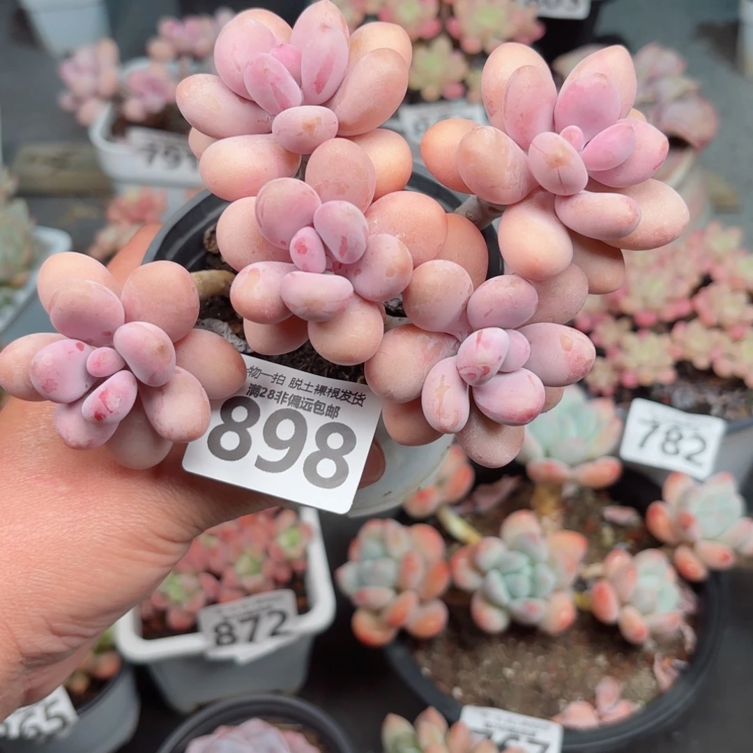 糖果桃蛋5头无盆土发货