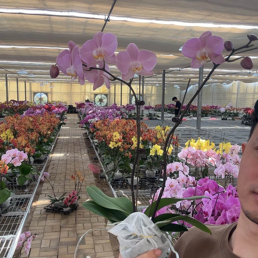 完全开放帕多瓦双