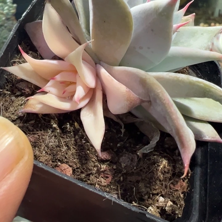 墨西哥巨人锦多肉植物1281