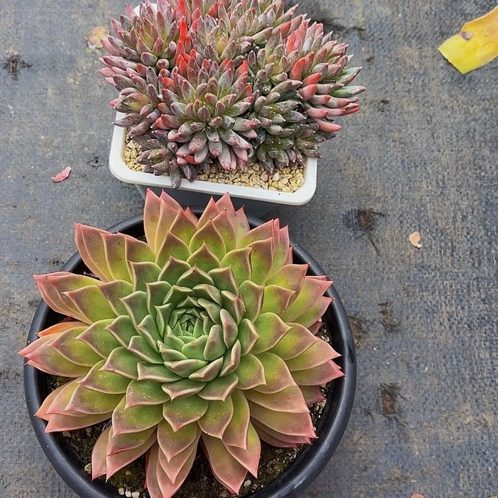 谢***菊丽娟花卉2颗海洋之星