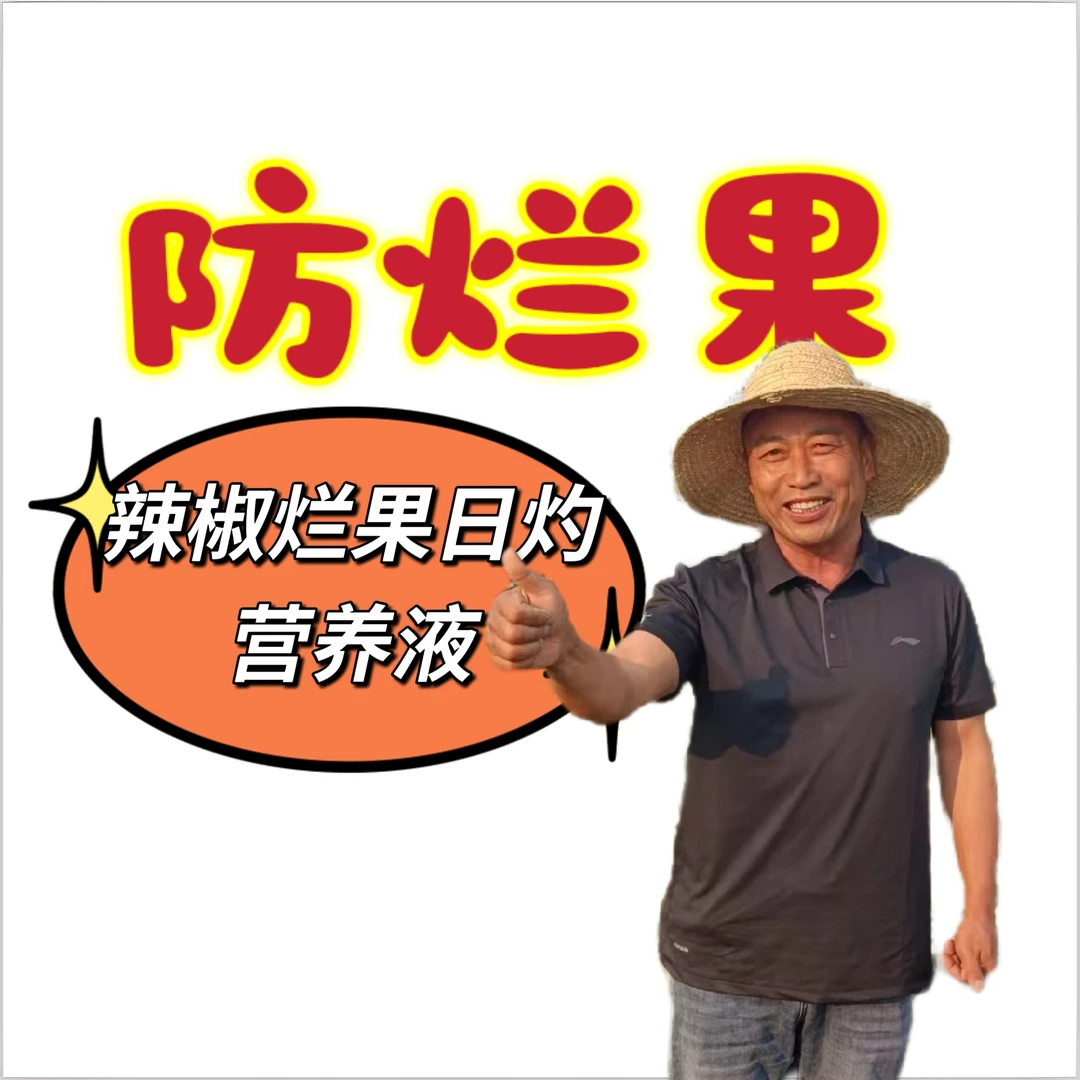 粮鑫防烂果辣椒炭疽日灼烂果营养液鄢陵粮鑫农业
