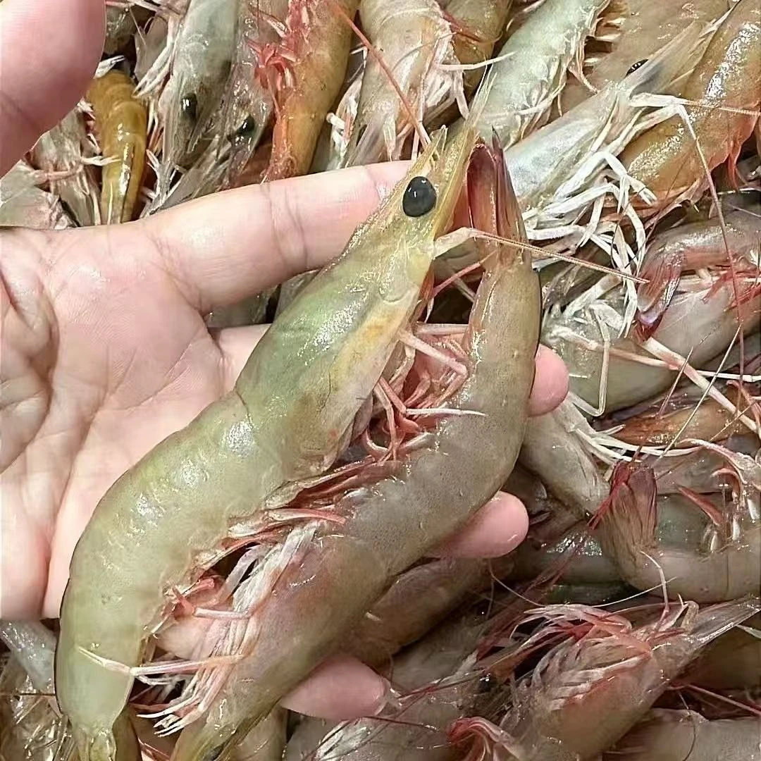 盐田虾活冻虾小红虾 买2斤送一斤顺丰冷链包邮新鲜速冻Z