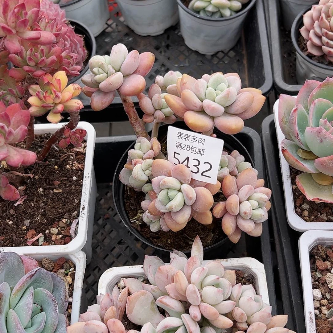 9号༺*༻我们的确是5432