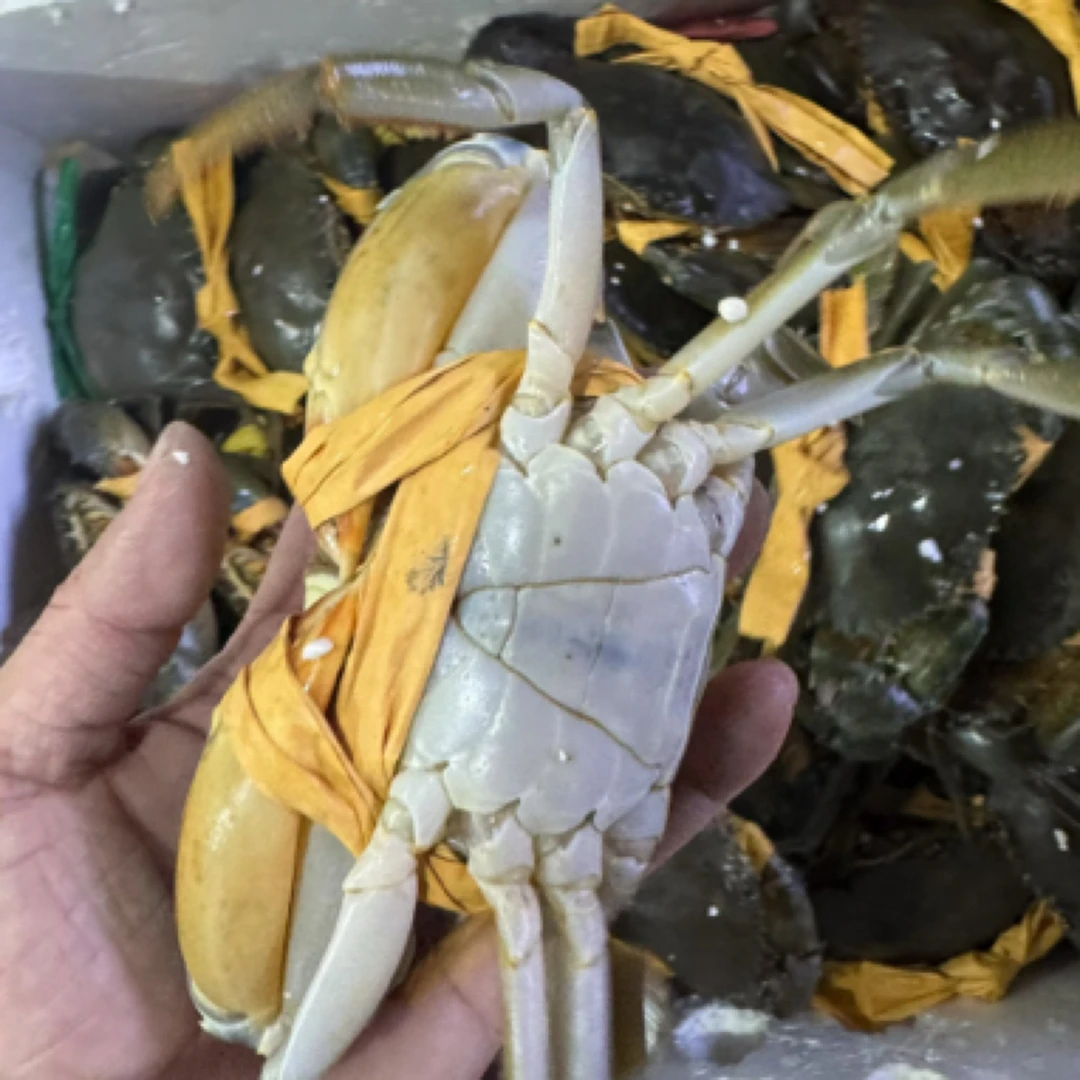 越南青蟹（鲜活一斤装）爆炒清蒸必选蟹同城配送海鲜