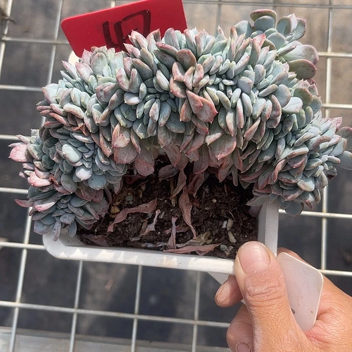 晨语多肉，一物一拍微瑕47