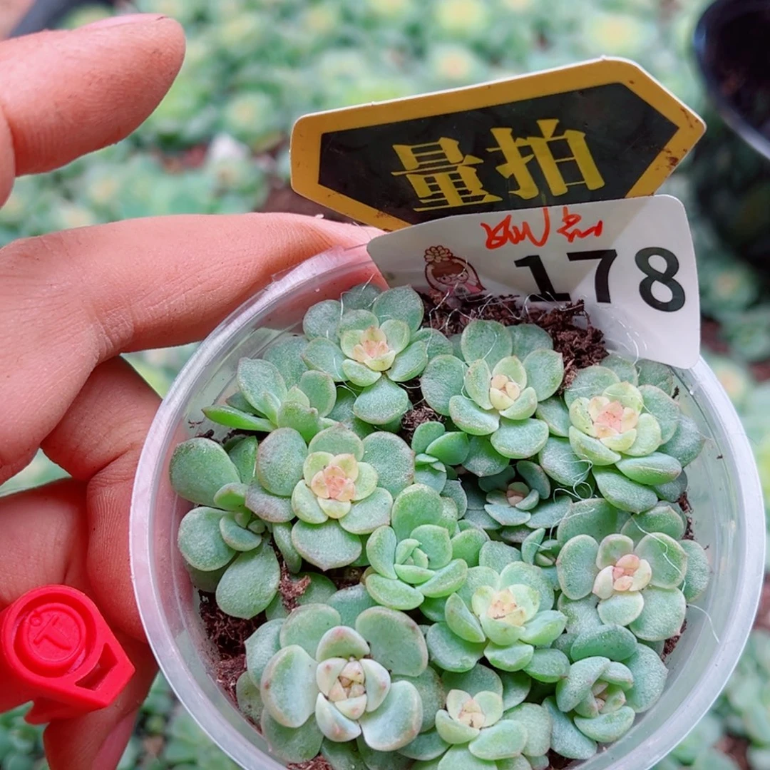多肉植物多肉植物