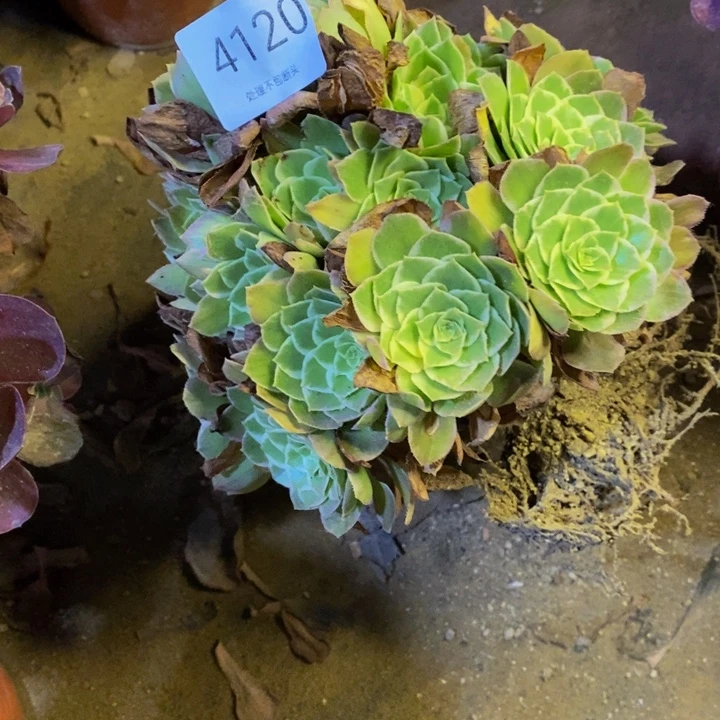 海王多肉断头不包4120