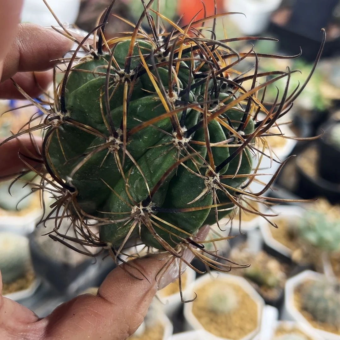 狂风仙人球111111111