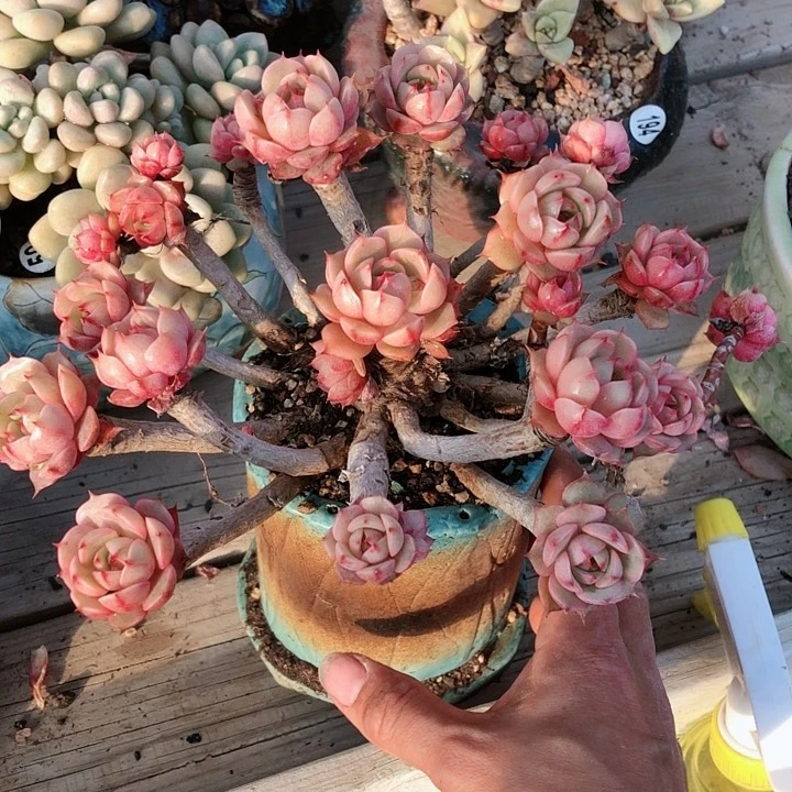 【闪购商品】华****金华轩本吧