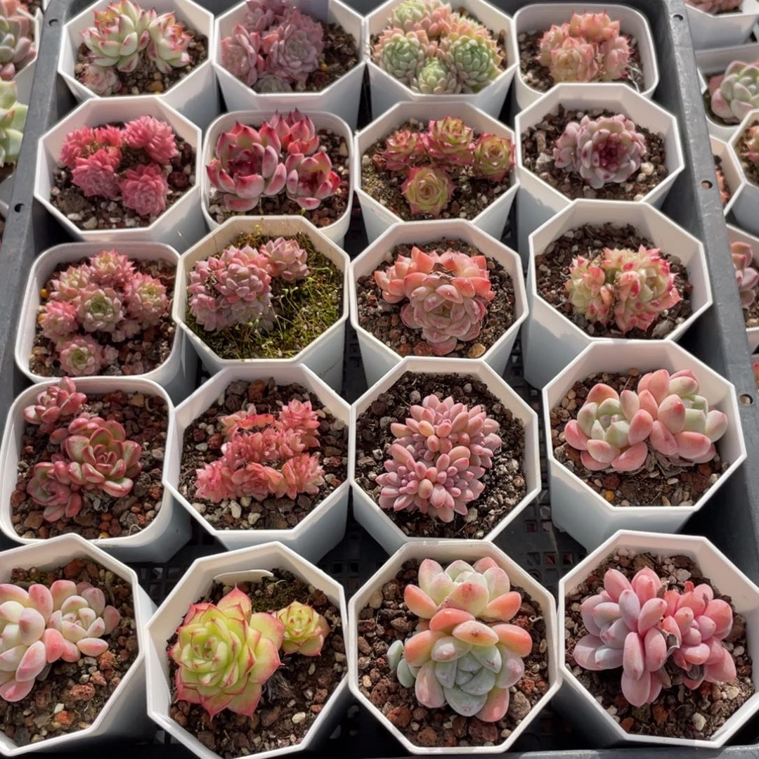 不包整散 盆子不售后0553