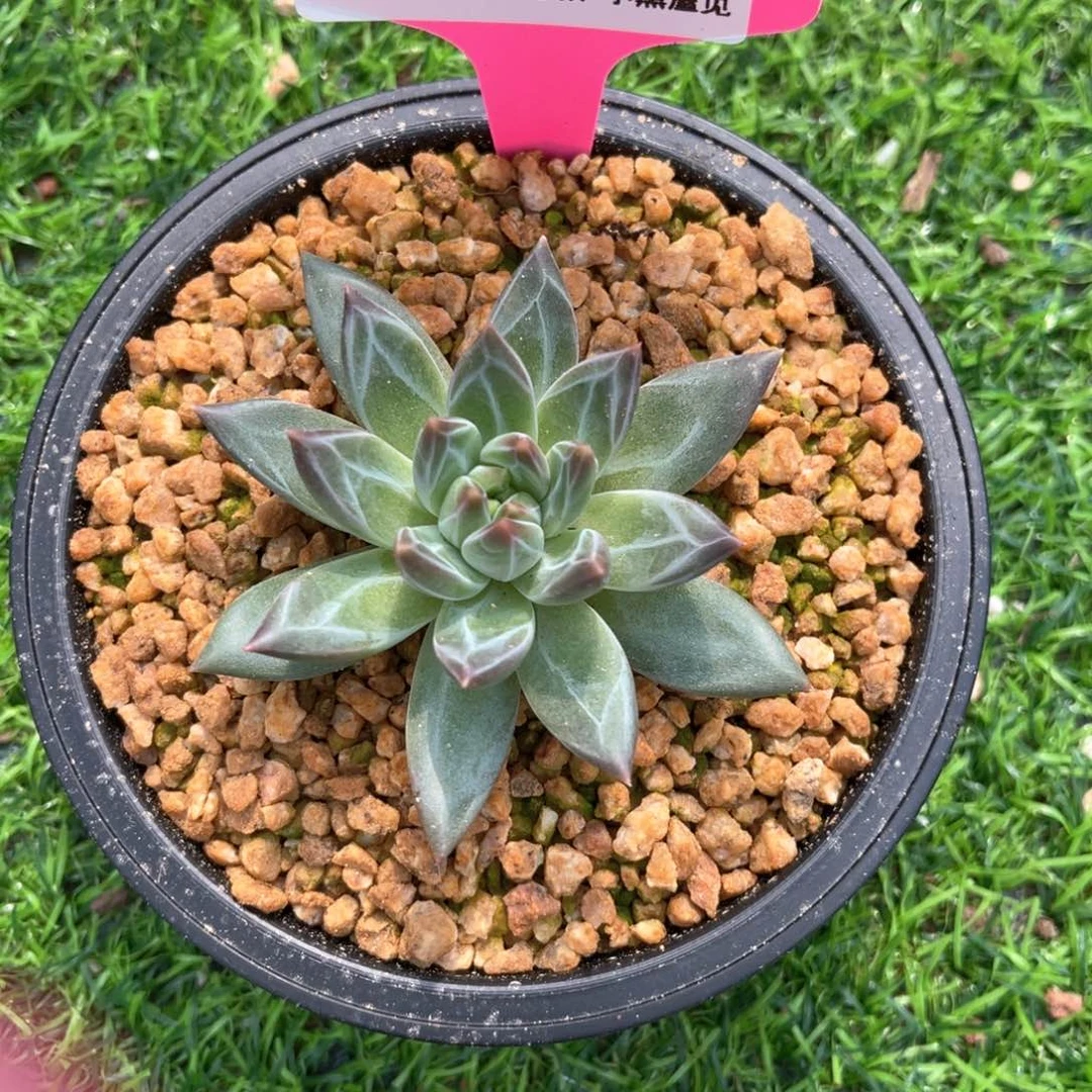 Z*儿589杂交单头冠幅7