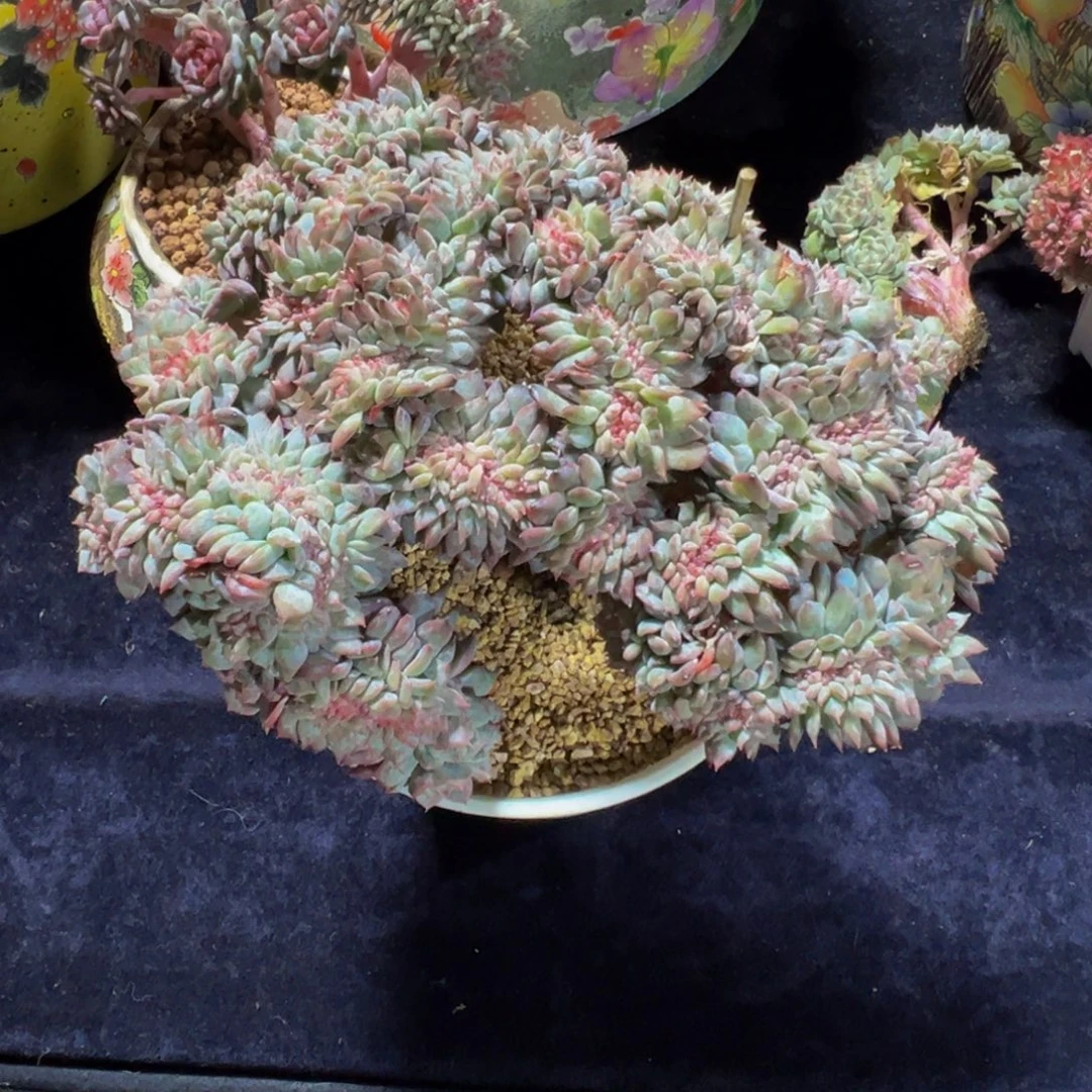 紫心琥珀缀盘龙天天开心