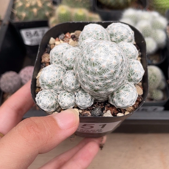 851姬春星仙人球植物