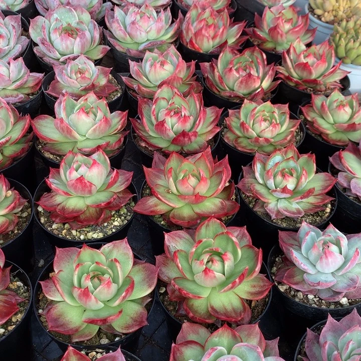 拉丝锦惊鸿仙子多肉植物两单包邮