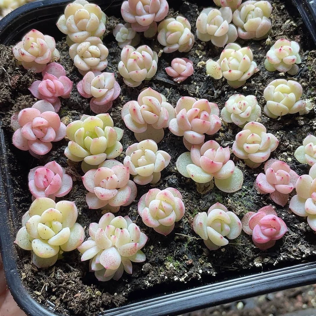 春**草珍妮混一物一拍448