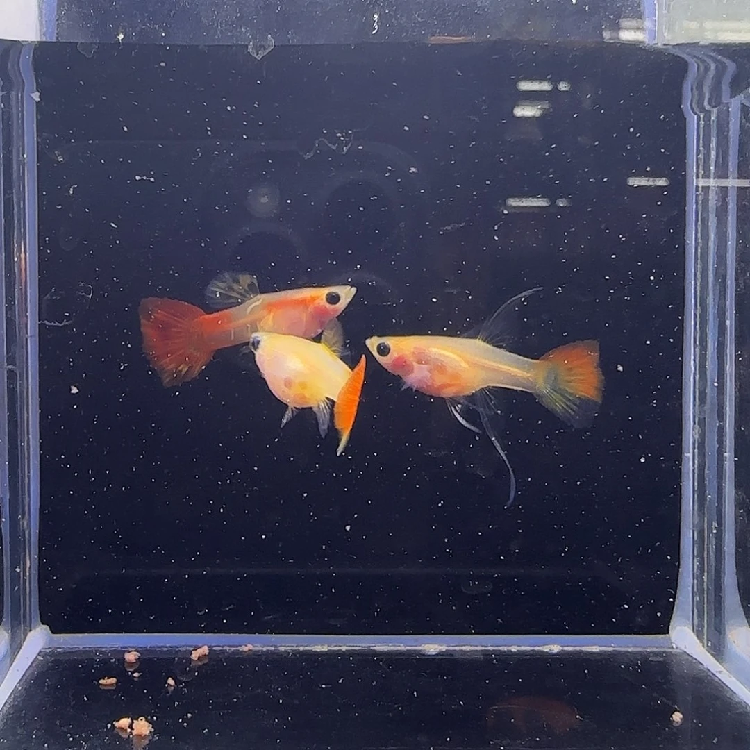 孔雀鱼银河短c一组37