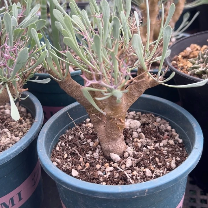 黑鬼殿，一物一拍，