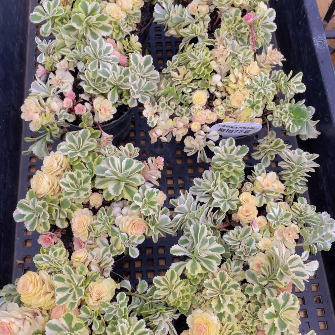 量拍77号 亚特兰蒂斯锦一盆