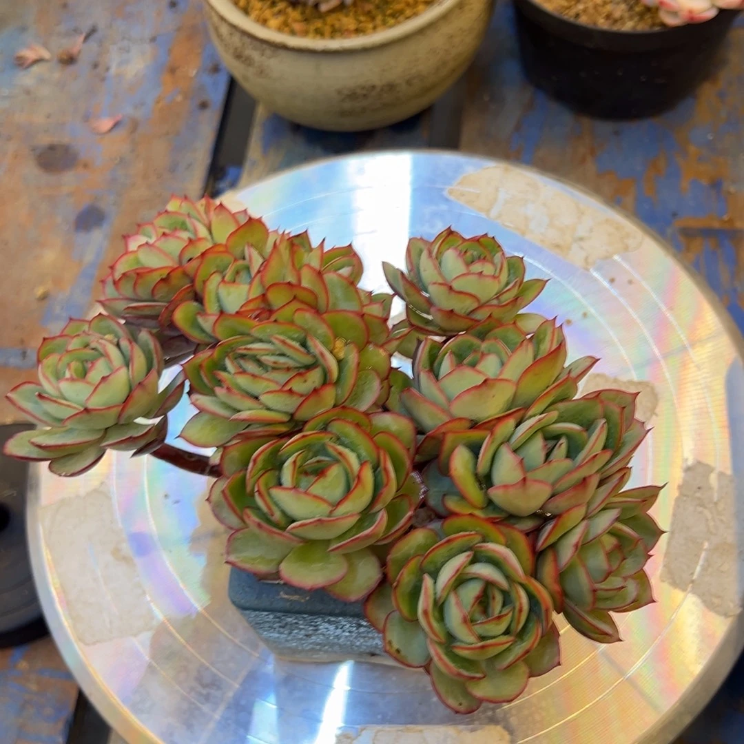 小树朵朵牡丹亭缀化