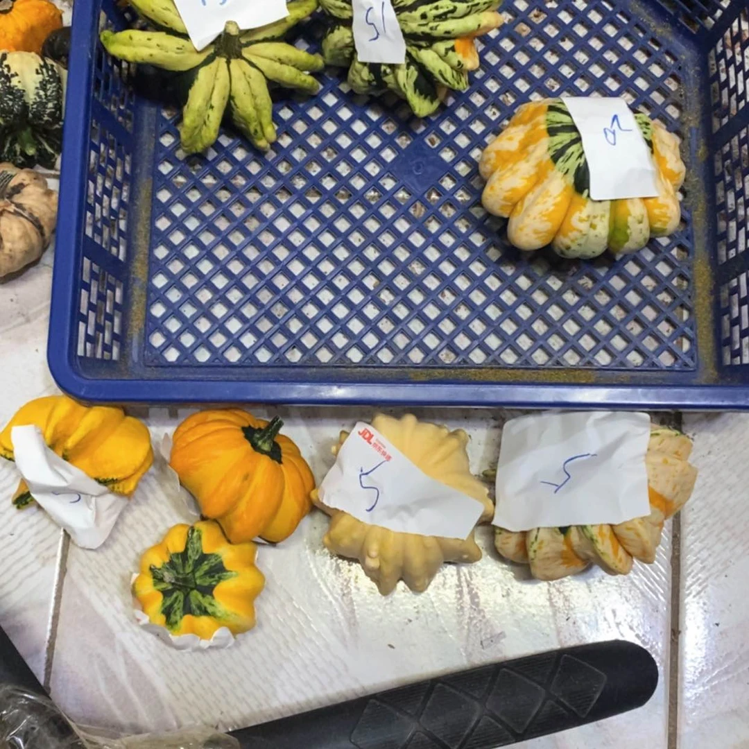 【闪购商品】阿*墨西哥葫芦直播自选