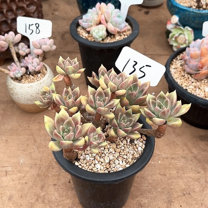 多肉植物，璀璨135号