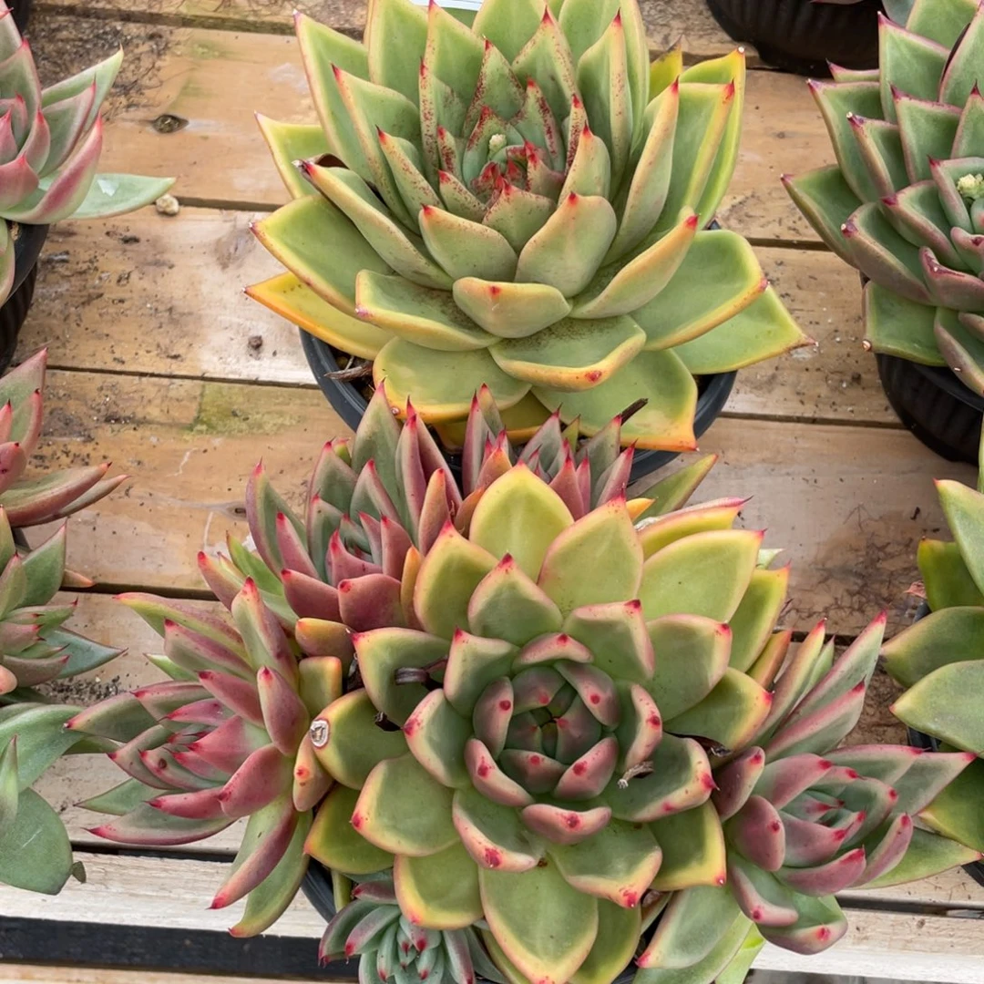 无花朵若如东云组拍E642