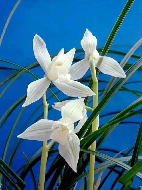 嘉粟送春资源种植