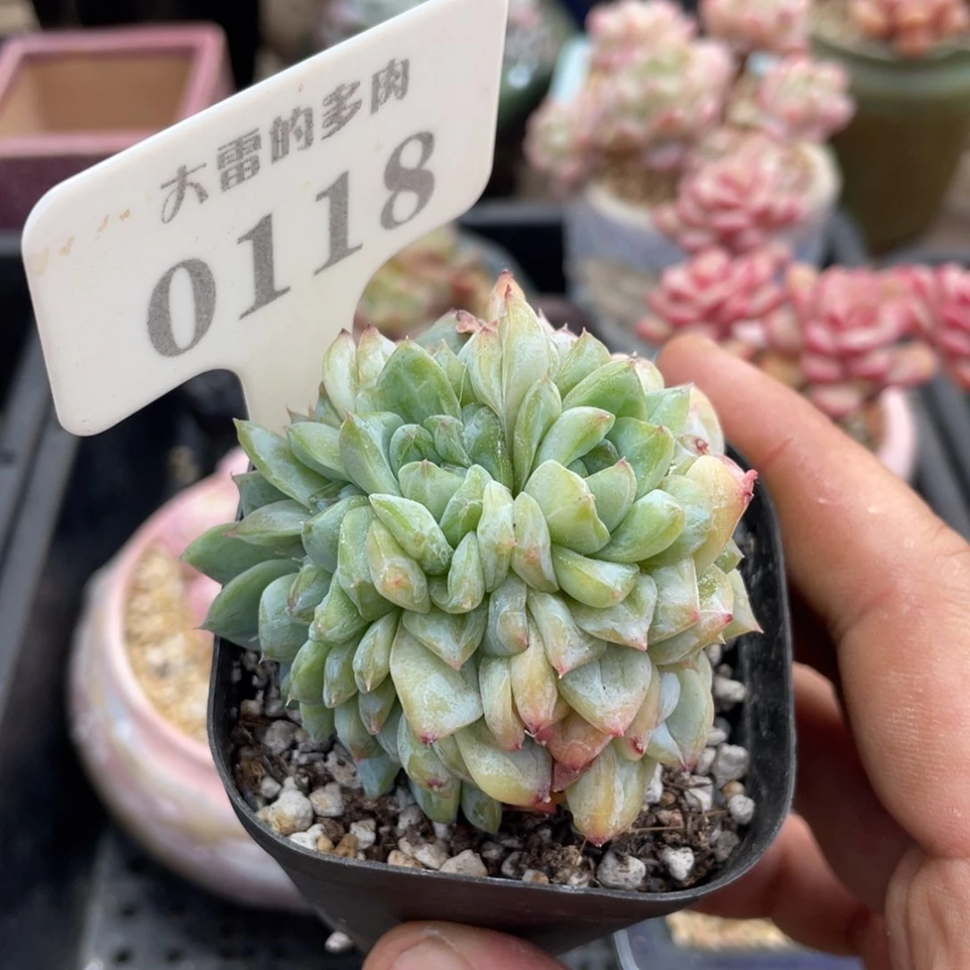 0118冰魄不带盆6厘米