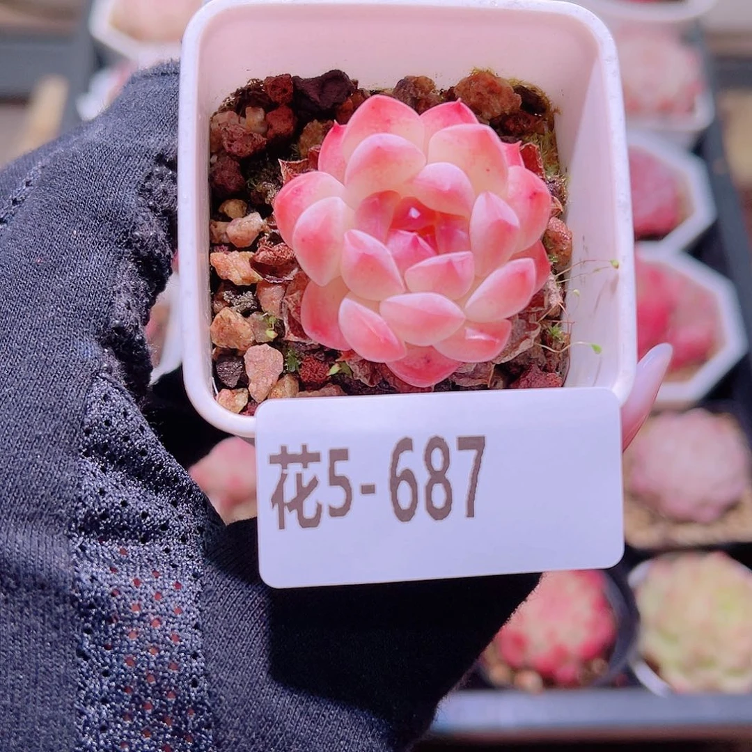 花利美5-687白桃汽水