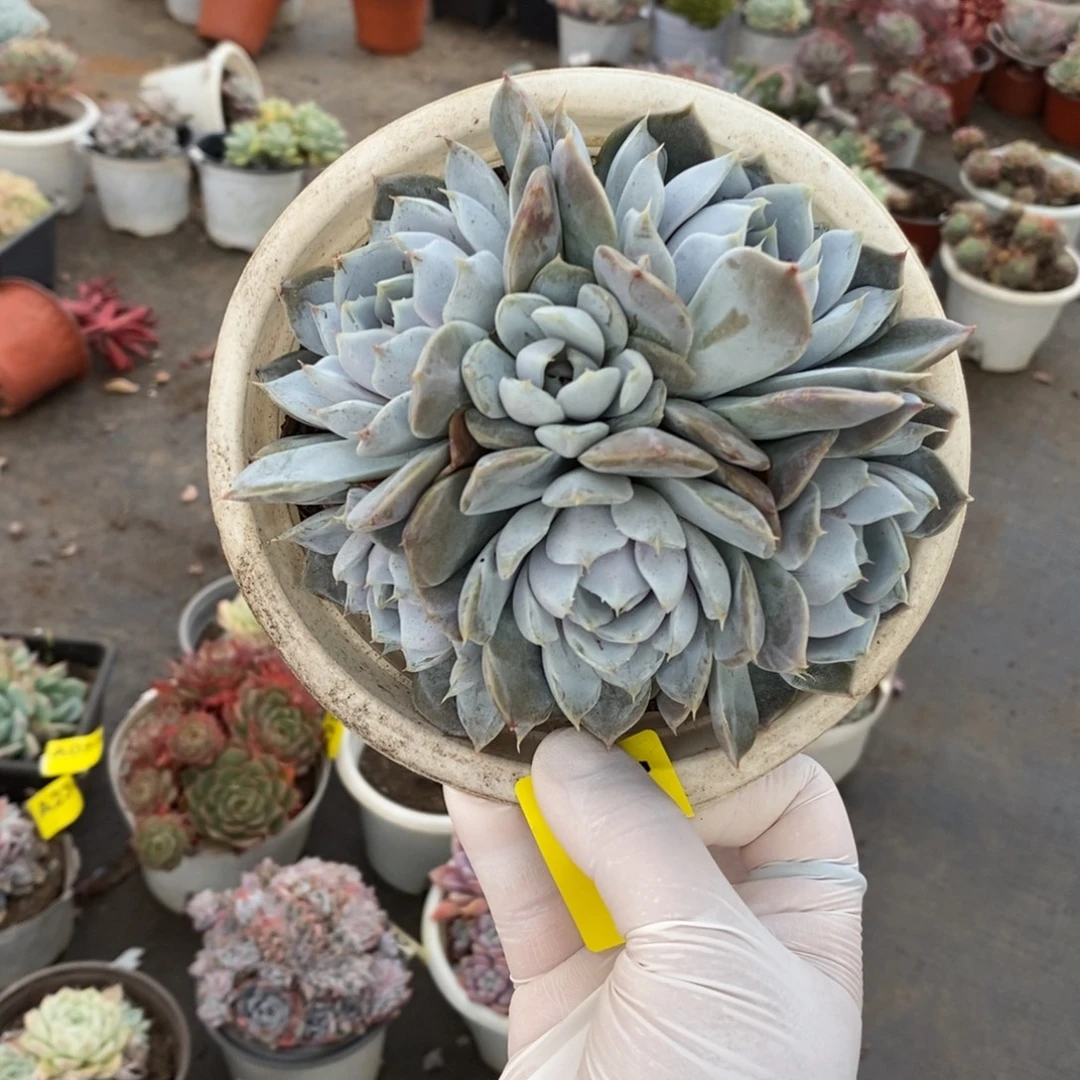 049汉堡多头一物一拍