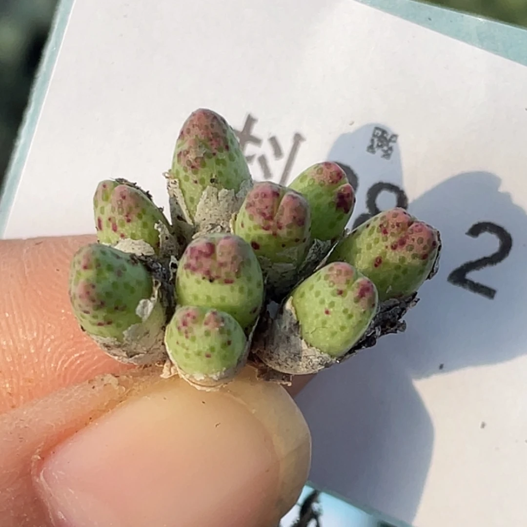 28-2草莓斑马肉锥