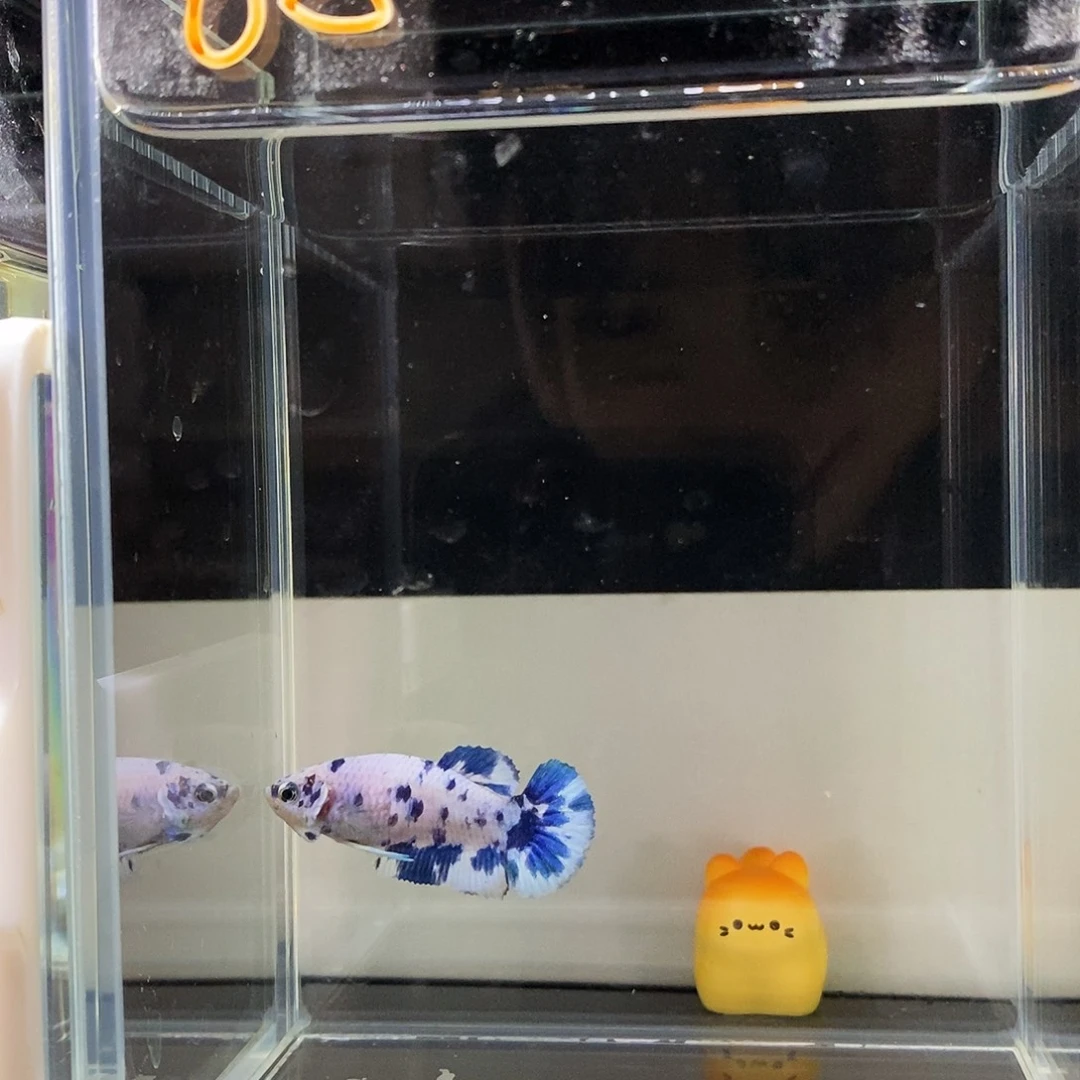 咖***了海水鱼a65656565656565