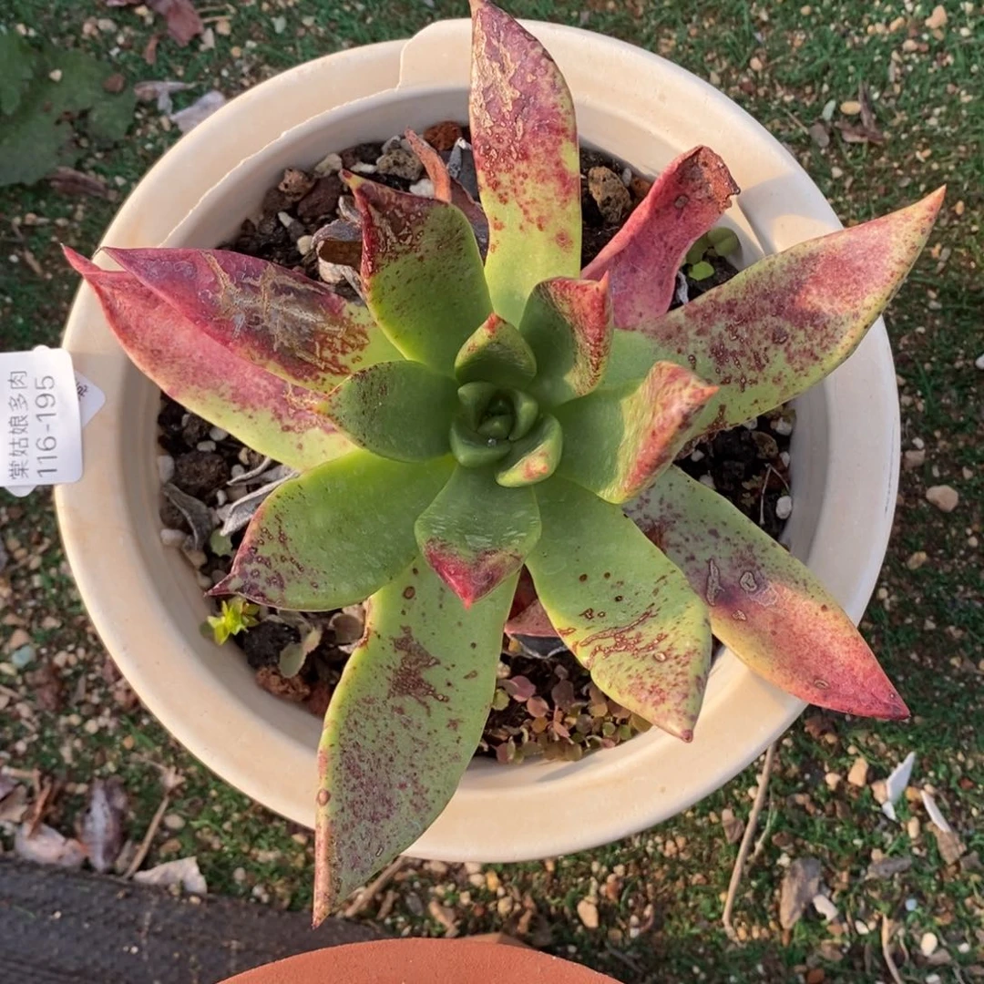 195号坎代小可爱呀多肉