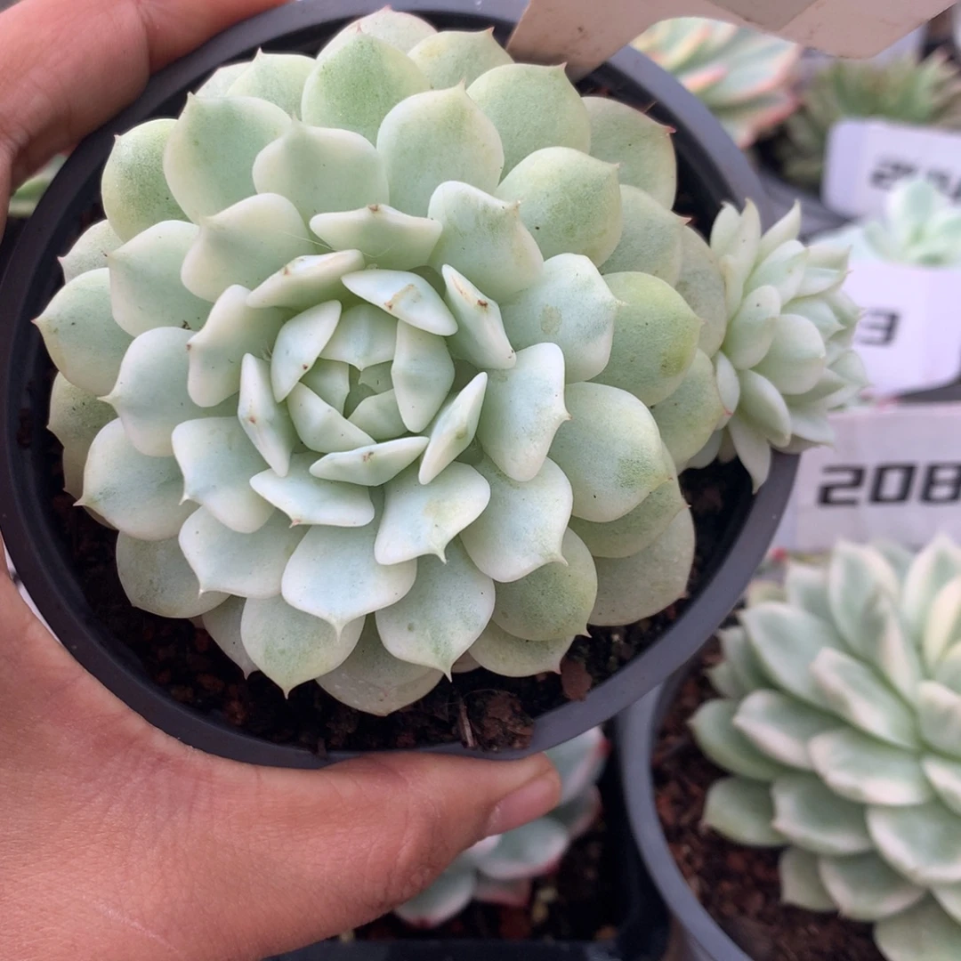 241大冠幅静夜锦带飘枝