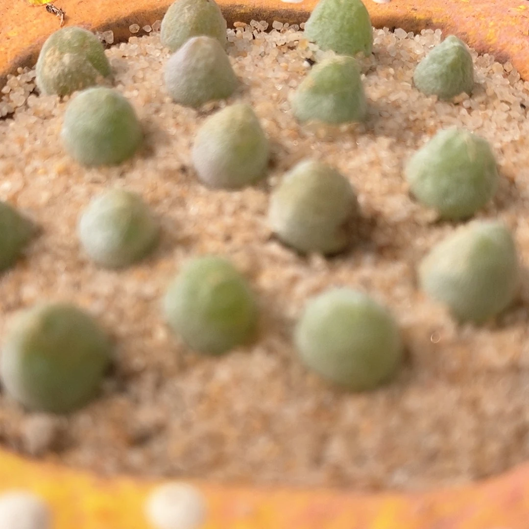 小宝辉一颗小宝辉