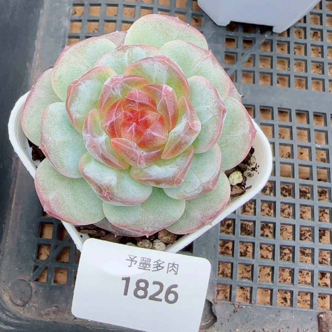 彩虹方糖，1826多肉
