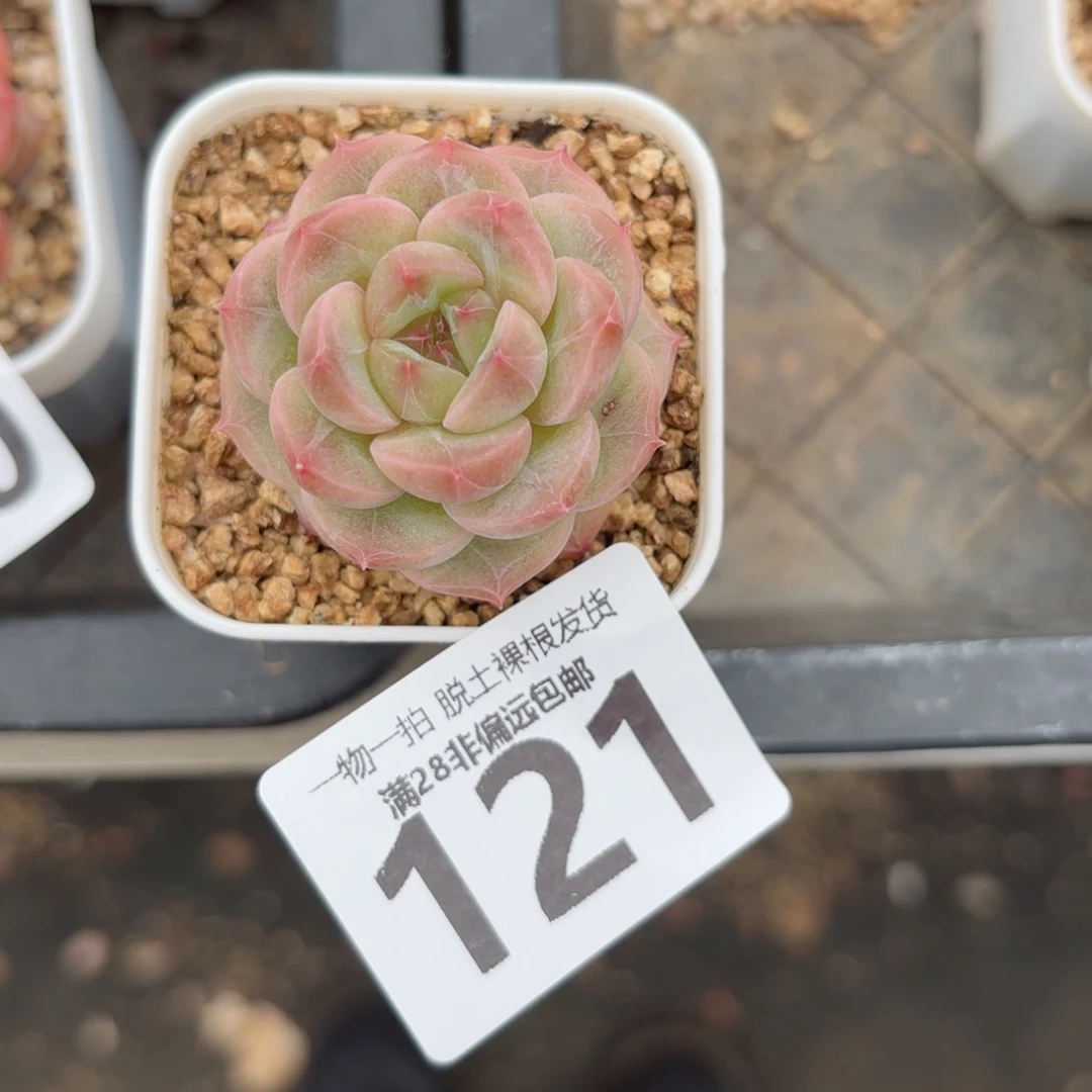 优选糖心无盆土发货