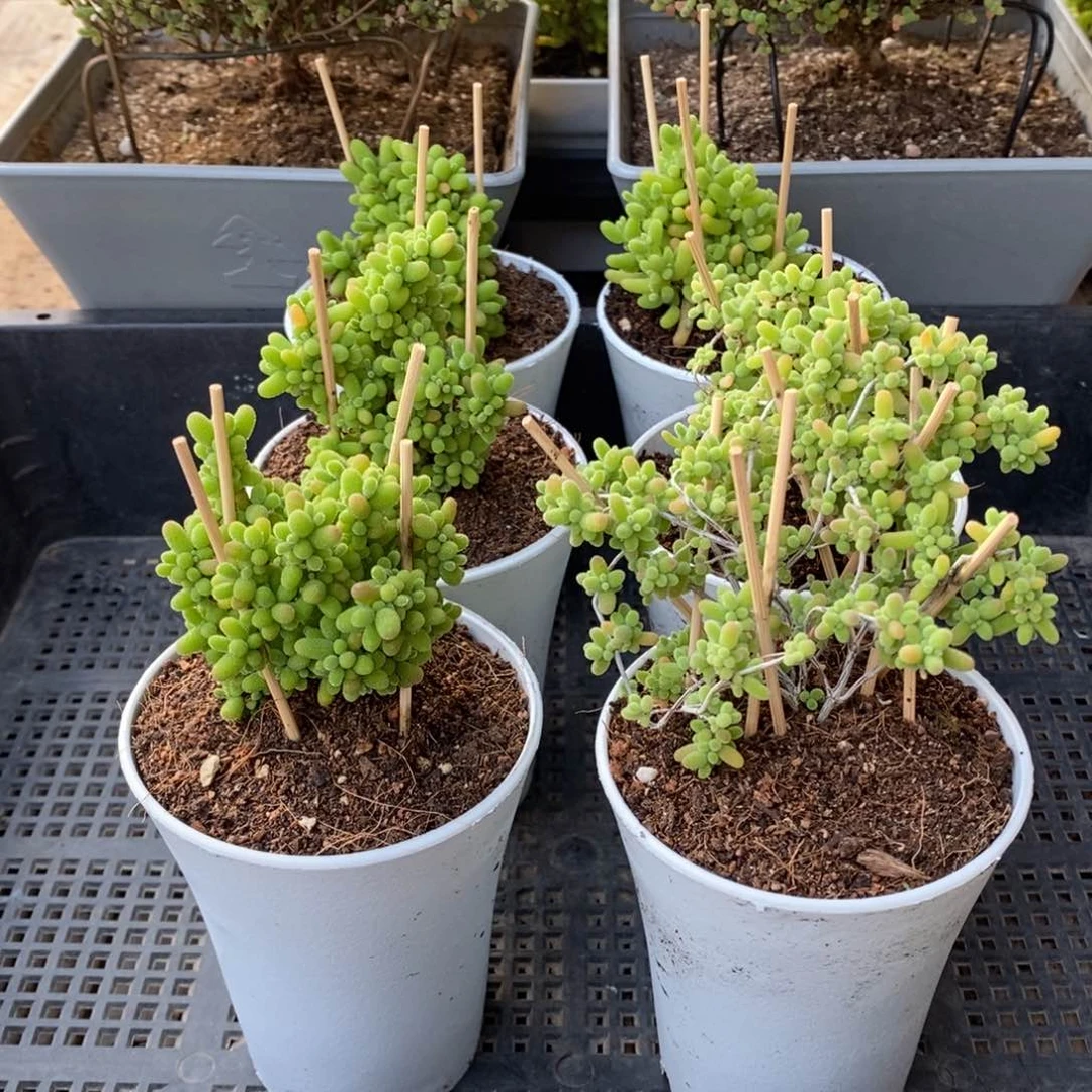 无****9枝干番杏多肉植物801