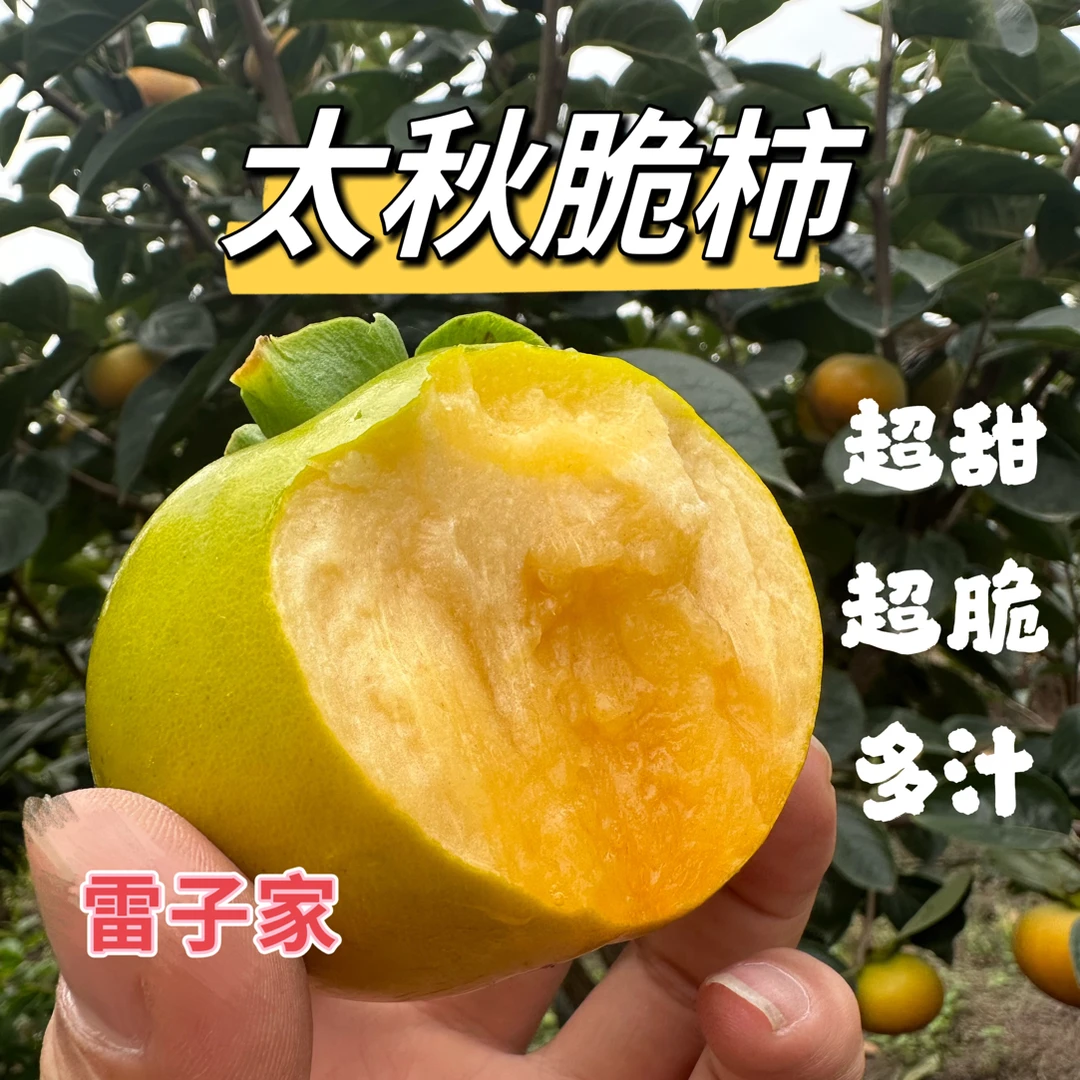 【顺丰快递】陕西太秋脆柿 超甜酥脆多汁脆柿子