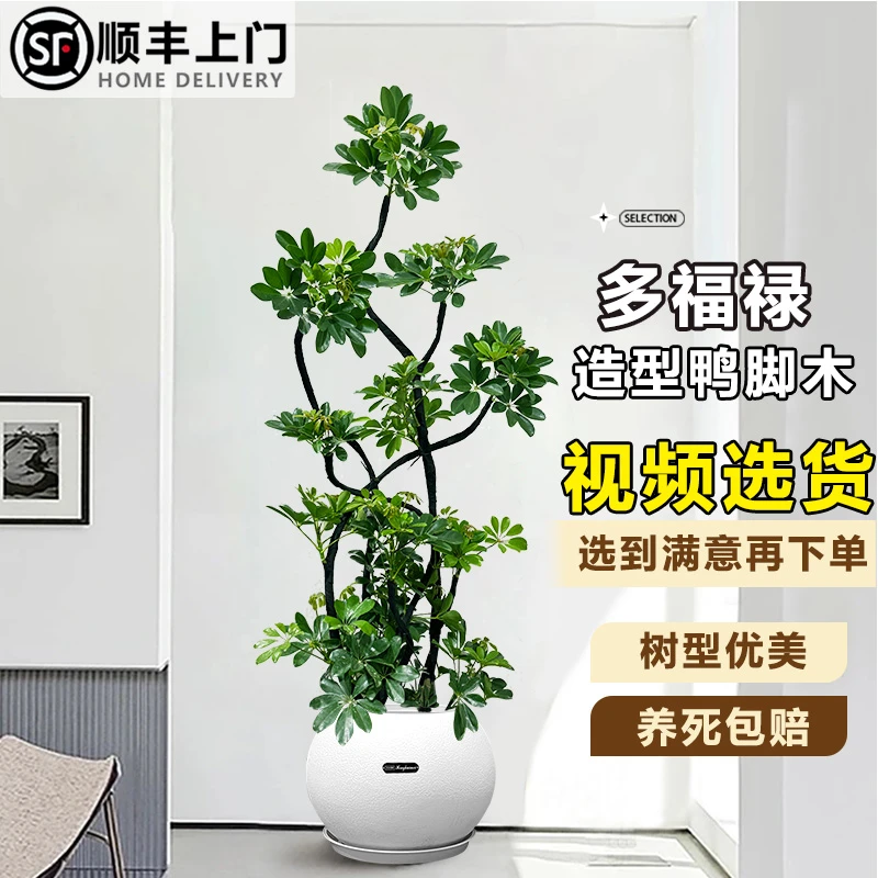 造型鸭脚木室内网红两旁除甲醛植物摆件客厅鸭掌木大鸭脚木大盆栽